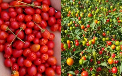 Chiltepín en Sonora: buscan denominación de origen para el «oro rojo»