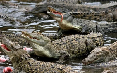 Confiscaron 8 pieles de cocodrilo envueltas con plástico en Estado de México