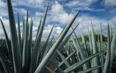Por cultivo masivo de agave presentan queja contra México
