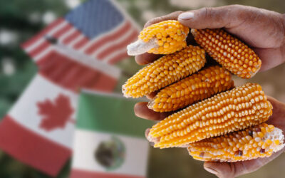 Cambiaron la NOM sobre maíz