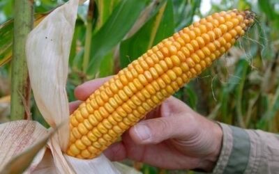 Reitera Canadá preocupaciones por medidas de México contra maíz transgénico