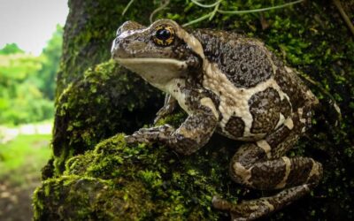 Descubren en Chiapas especie de rana que no se veía desde hace 10 años